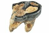 Rooted Fossil Desmostylus (Hippo-Like Animal) Molar - California #241172-3